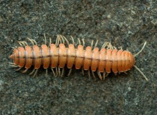 During the day, this millipede, Motyxia sequoiae looks like another nonglowing critter.