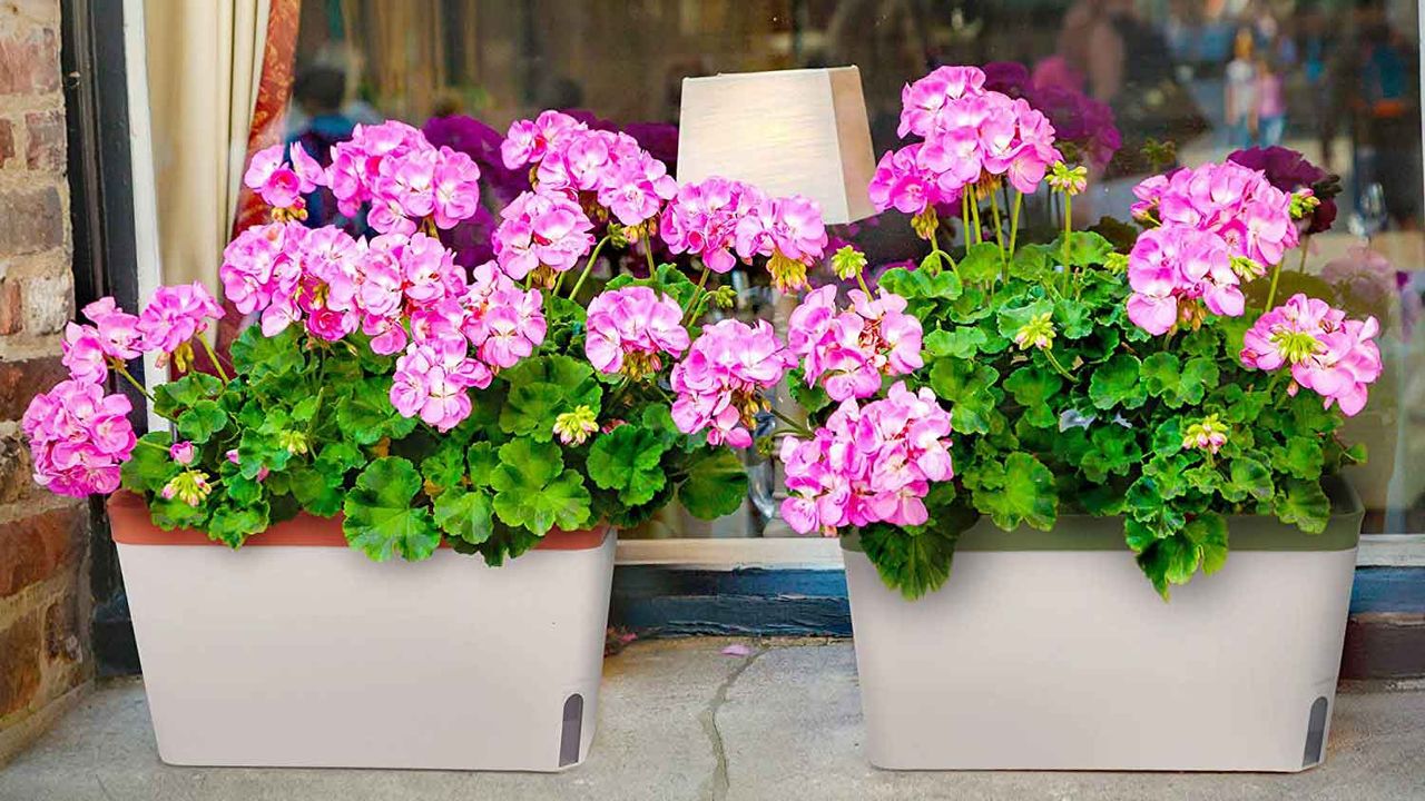 Best window planter: Amazing Creation Windowsill Herb Planter Boxes