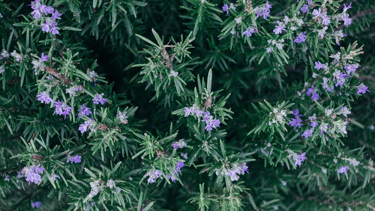 Rosemary in bloom