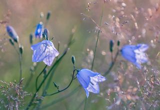 Harebells picured at Hawnby, in the North Yorkshire Moors. Credit: Ross Brown