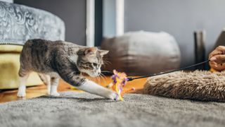 European shorthair cat