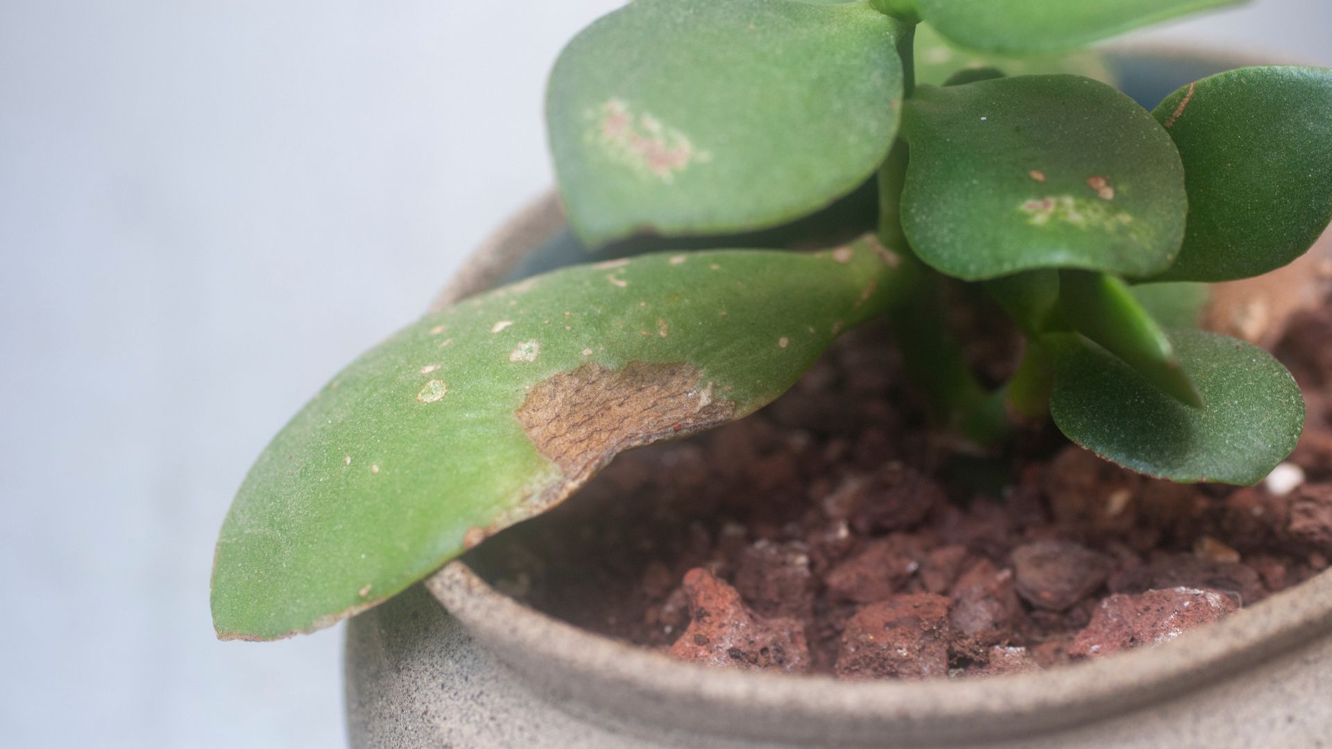 picture of jade plant with withering leaves