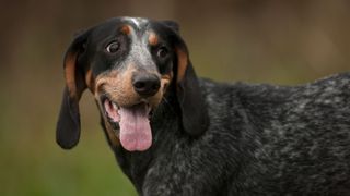 bluetick coonhound