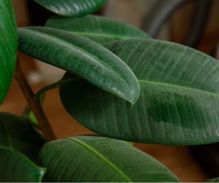 Dust on rubber plant leaf