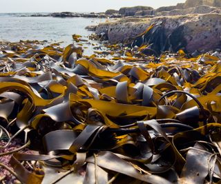 Seaweed washed up on the shoreline