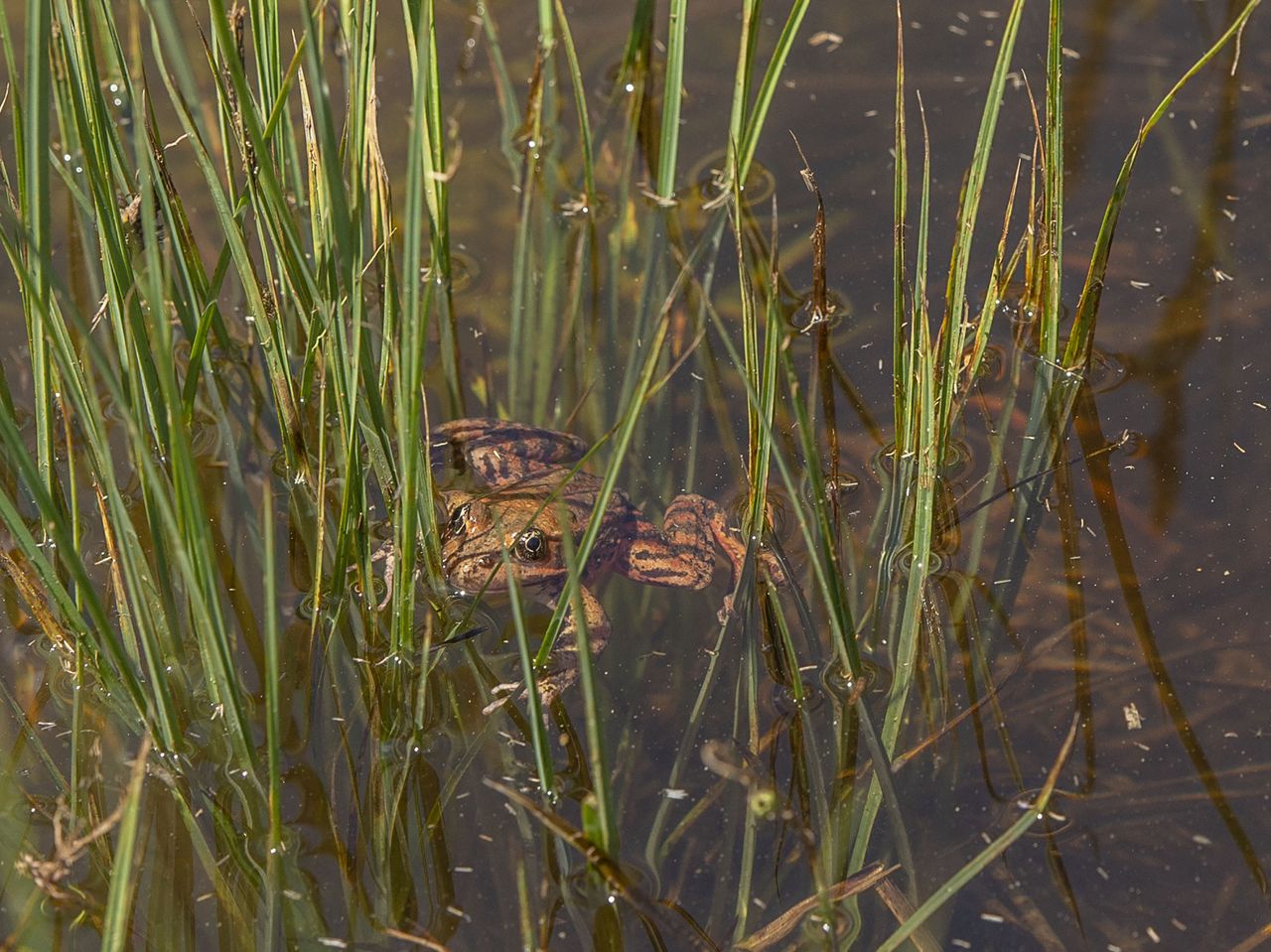 A red-legged frog in Yosemite.