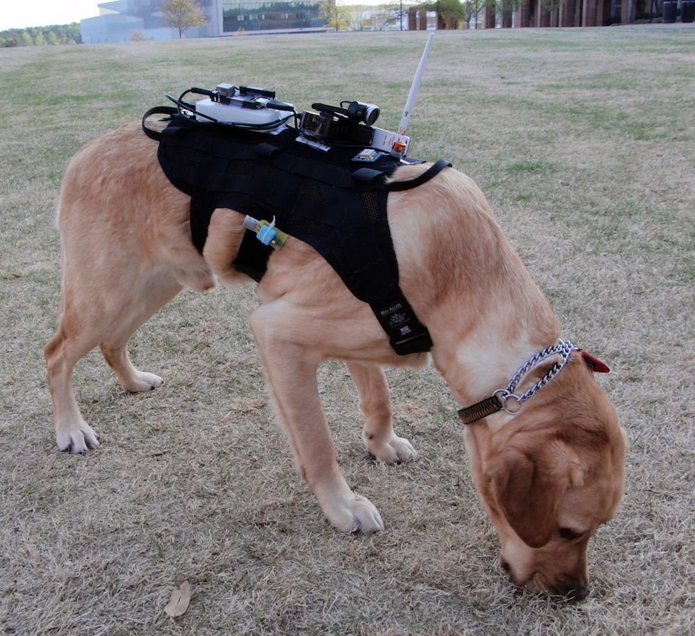 dog in high-tech harness