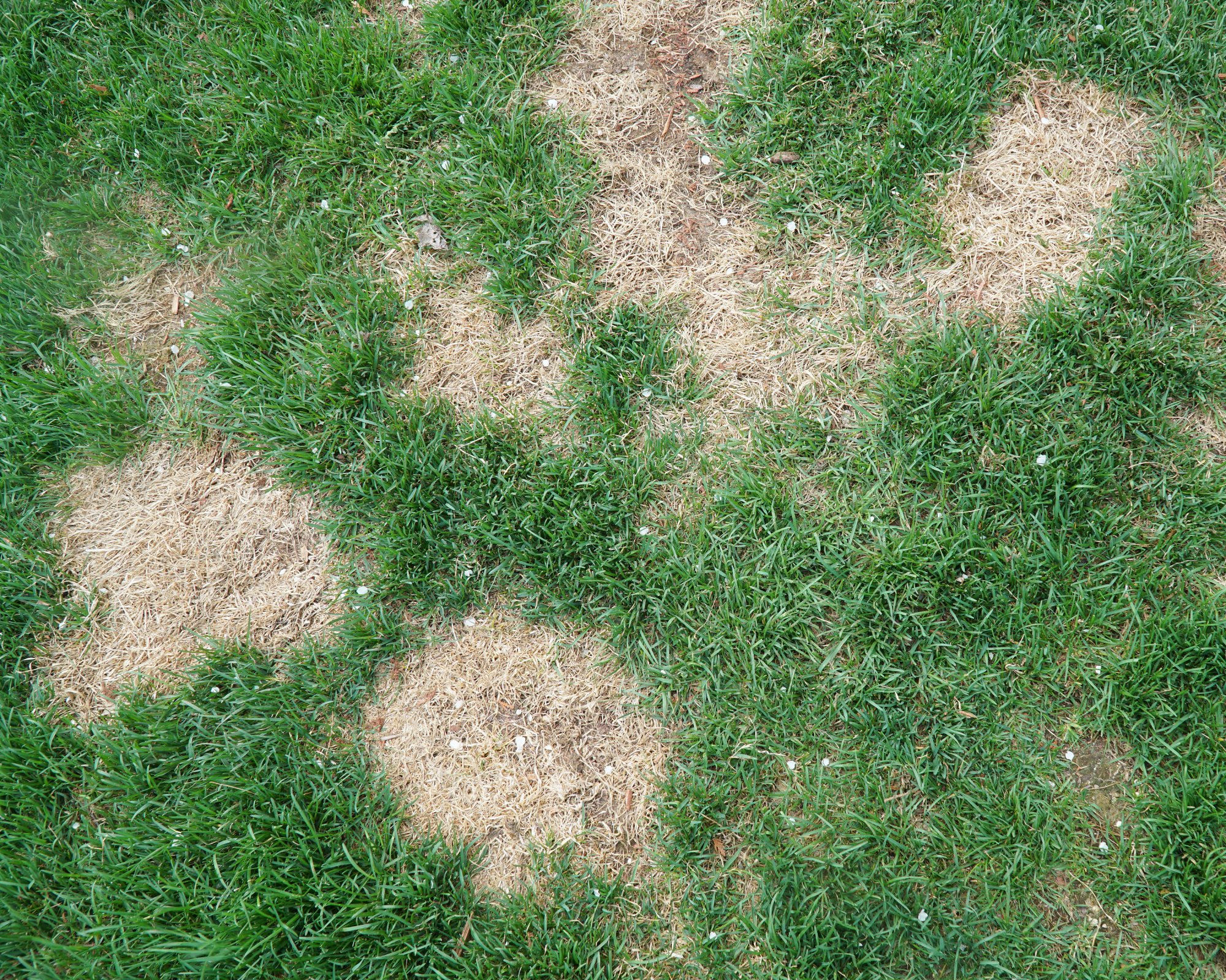 lawn in bad condition and need maintaining, perhaps affected by grub worms or chafer grubs in the soil