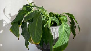 Drooping leaves on plant