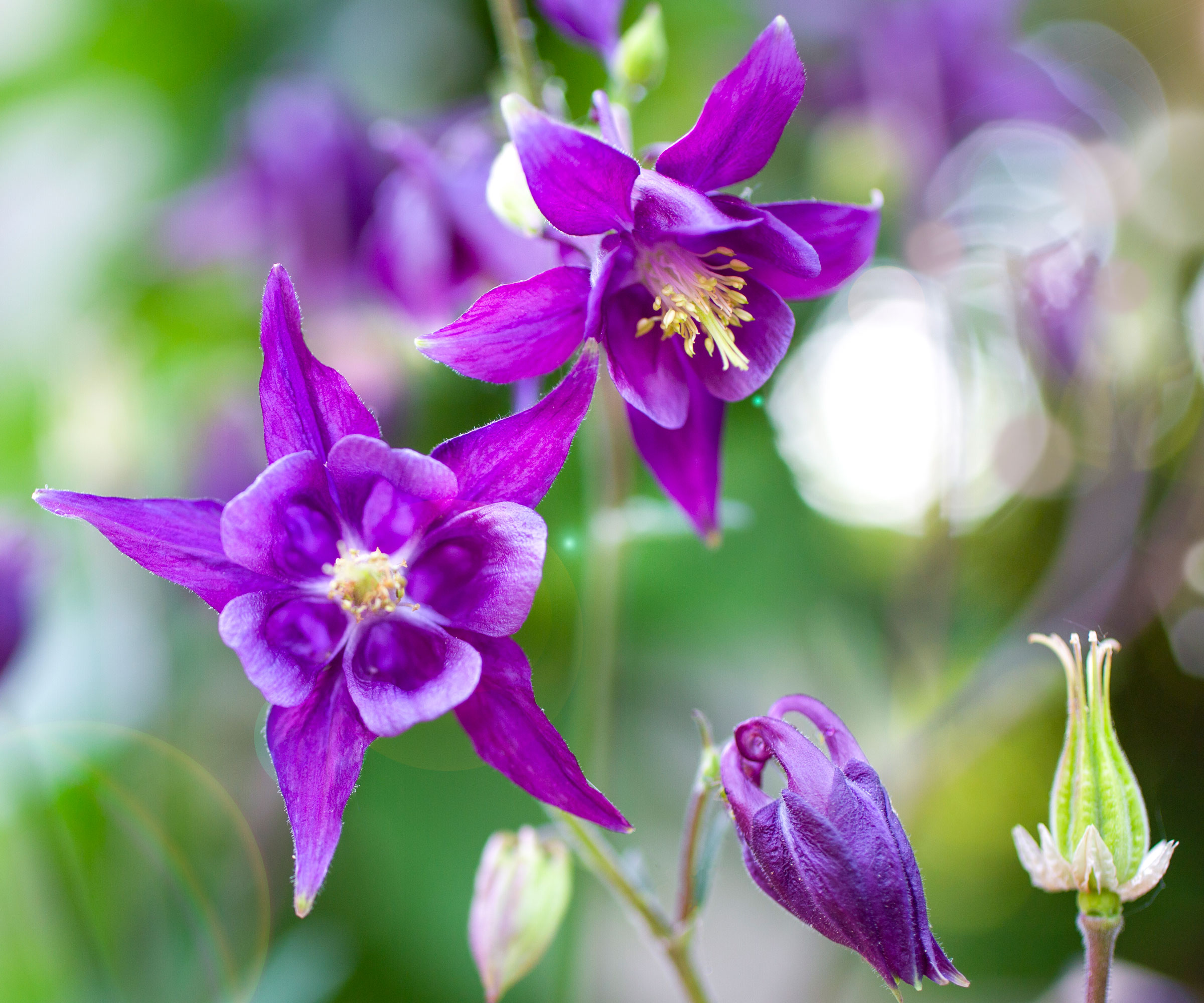 purple columbine aquilegia flowers