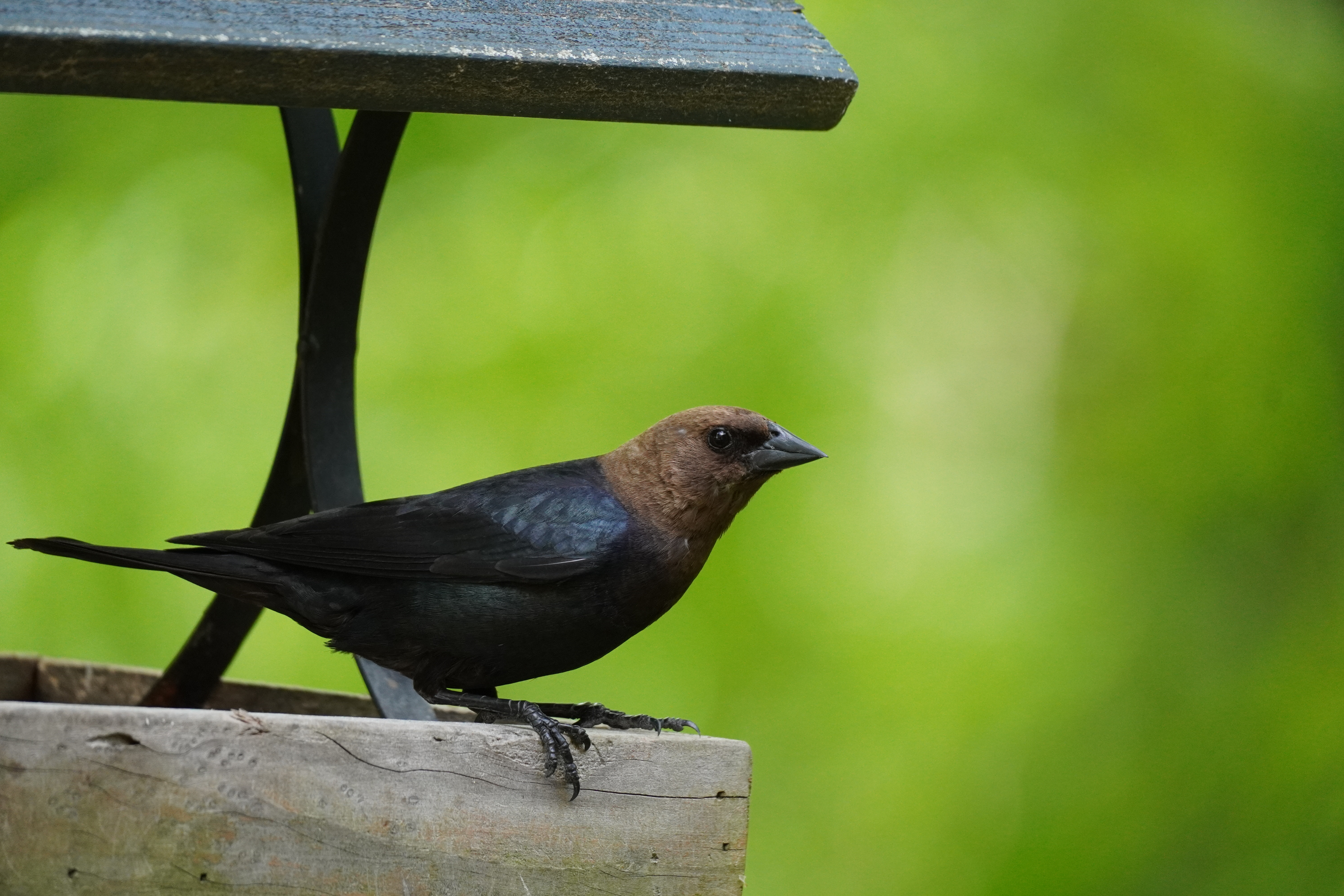 A sample wildlife photography image taken by the Sony a6400
