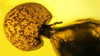 The mushroom of the newly discovered parasitic fungus A. blatica growing out of the rectum of a carpenter ant fossilized in amber.