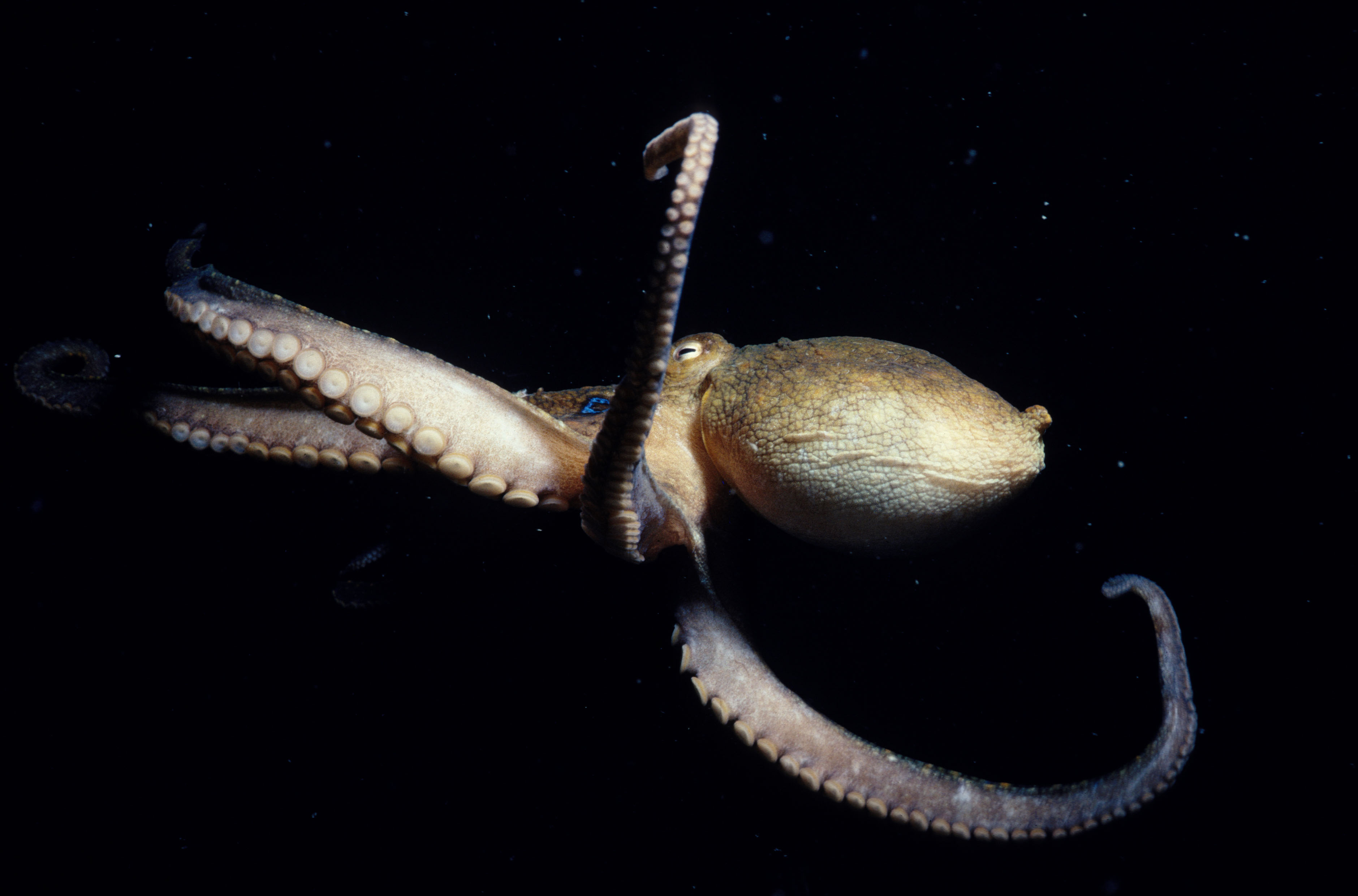 Octopus