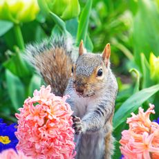 Squirrel hiding between the spring flowers hyacinth, primrose, and tulips.