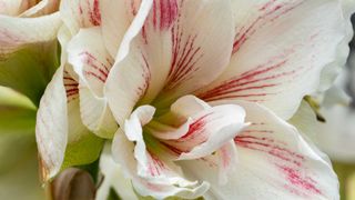 close-up of red and white amaryllis flower