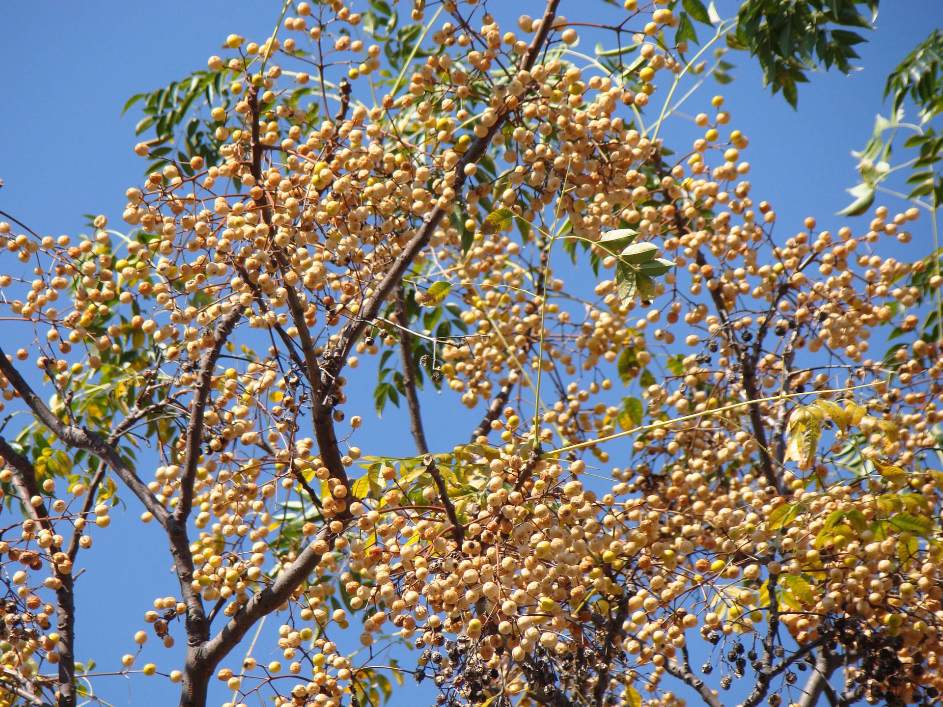 Chinaberry Uses Facts About Growing Chinaberry Trees Gardening Know How