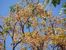 Large Chinaberry Tree