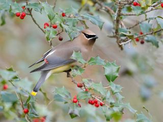 Cedar Waxwing perched in American holly tree with berries