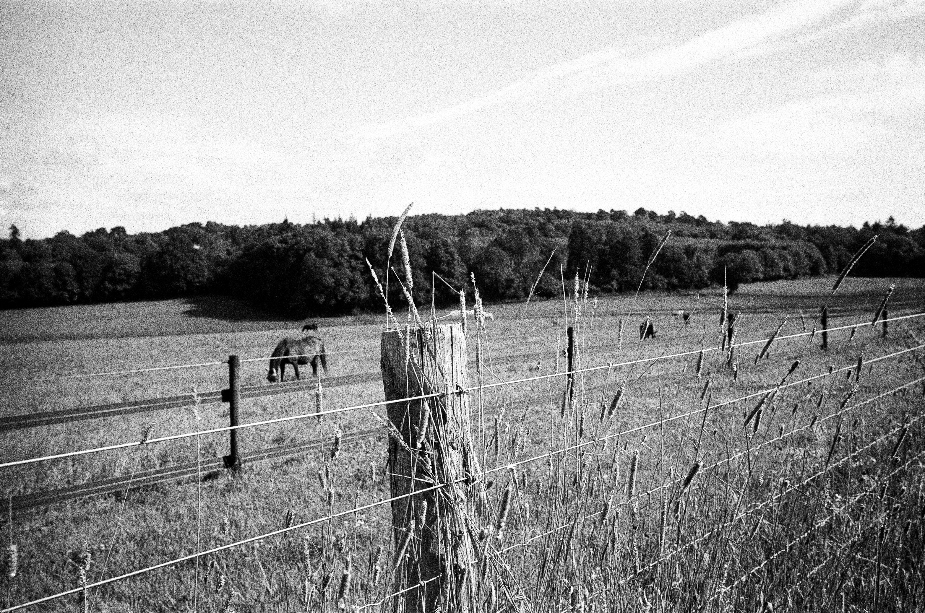 Leica MP black and white film scan of a fence post surrounding a field of horses