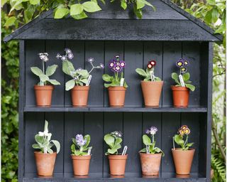 spring container ideas auricula plant theatre