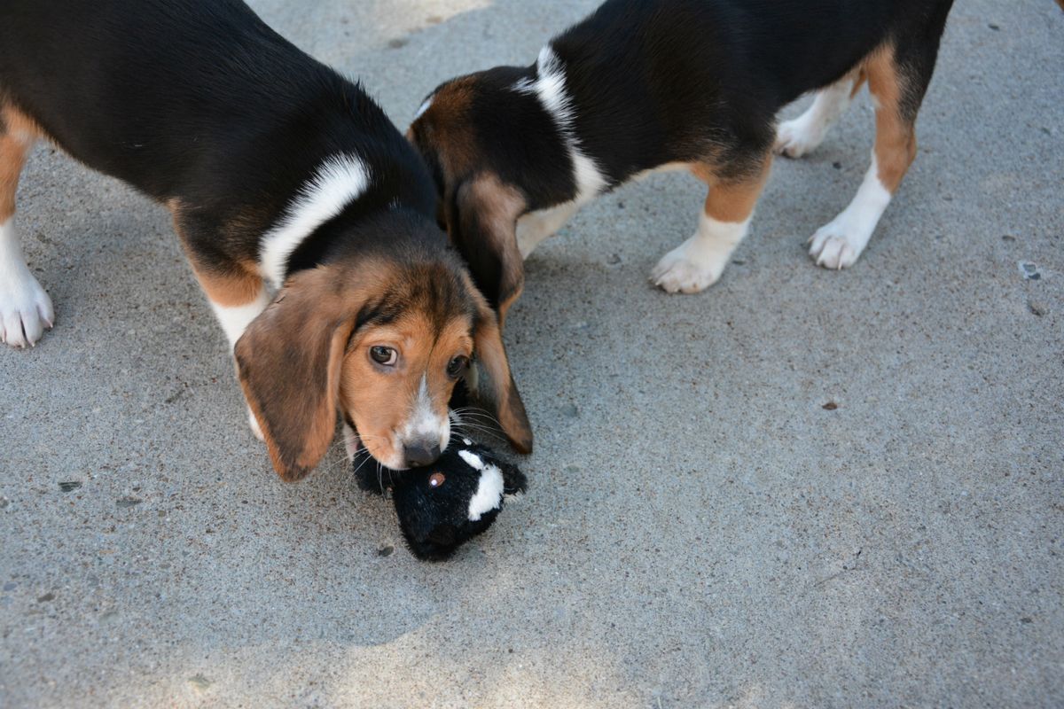 Two of the seven healthy puppies - three females and four males - born by planned Caesarian section to the host dog.