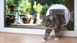 cat using a cat door