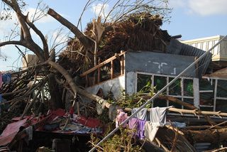 haiyan trees in houses