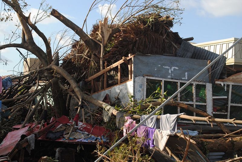 haiyan trees in houses