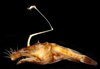Anglerfish - Lasiognathus dinema