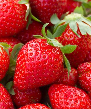 strawberry varieties Mara Des Bois fruits at harvest