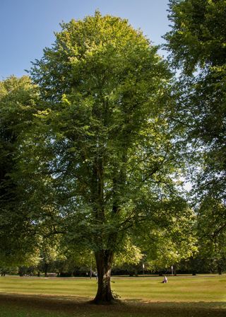Identifying-british-trees-Ash-1-The-Woodland-Trust