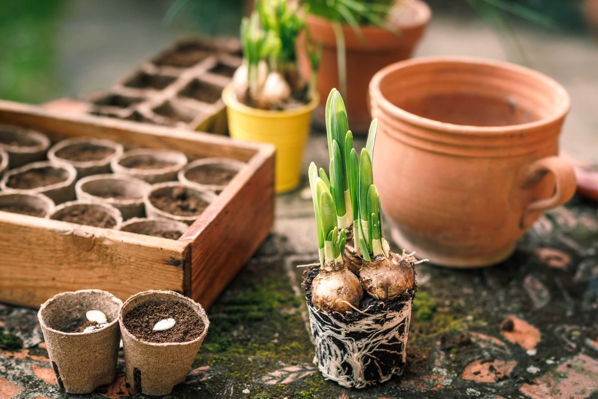 我應該什麼時候種植水仙球莖？ （這裡有一個提示：很快）