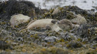 TV tonight: An otter relaxes on the coast around Shetland.