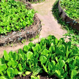 a keyhole vegetable garden with lettuces - Top Photo Corporation / Alamy Stock Photo - K4N91B