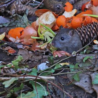 Rat in compost bin eating food scraps