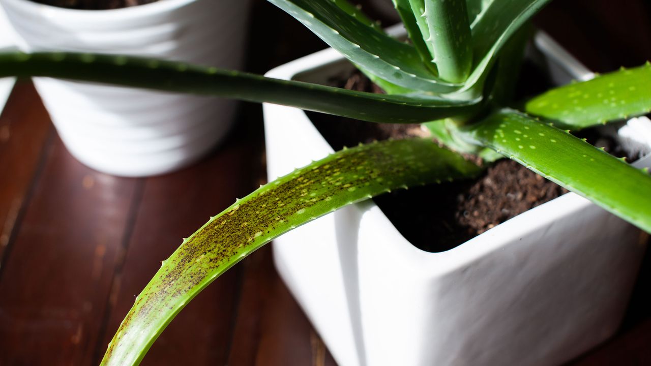 Aloe vera plant with brown spots in white pot