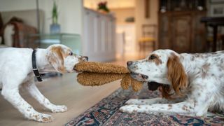 Two white and brown dogs pulling a toy