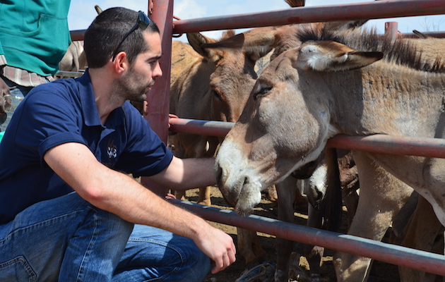 donkey skin trade