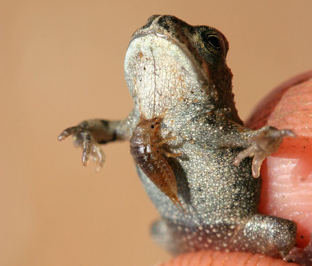 A ground beetle larva attached to a frog or toad.