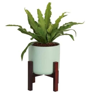 Bird's Nest Fern Plant in Mid Century Ceramic and Stand
