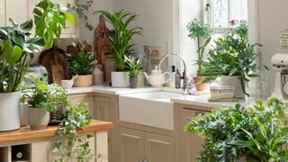 Selection on houseplants in a kitchen