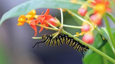 Black and yellow caterpillar on milkweed flower