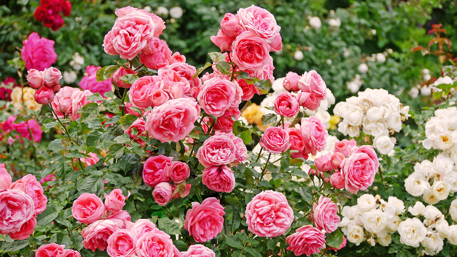 Various shrub roses in garden