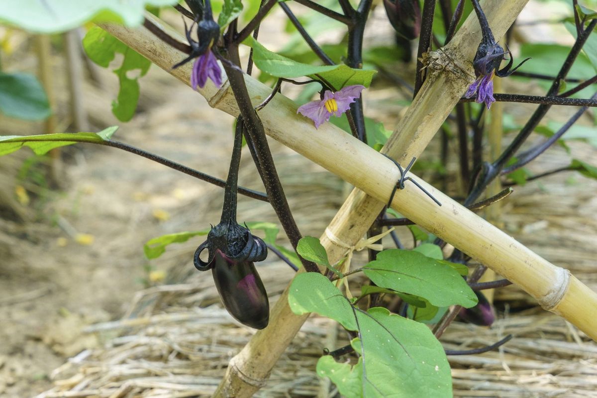 Do Eggplant Plants Need Support Tips On Staking Eggplant In The Garden Gardening Know How