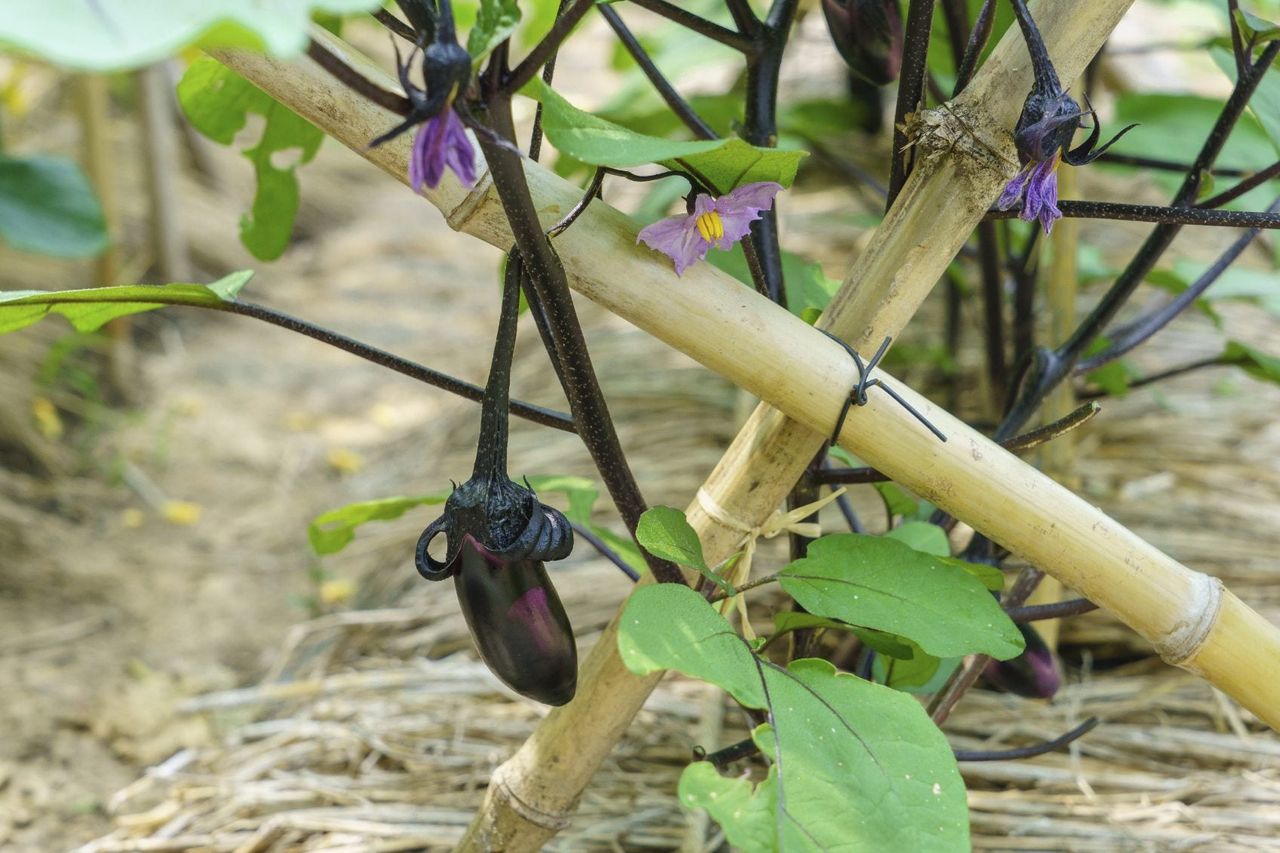 Eggplant With Bamboo Support