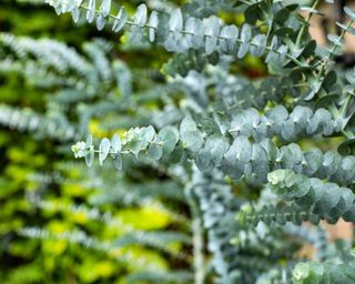 Eucalyptus plant baby blue - Eucalyptus little boy blue