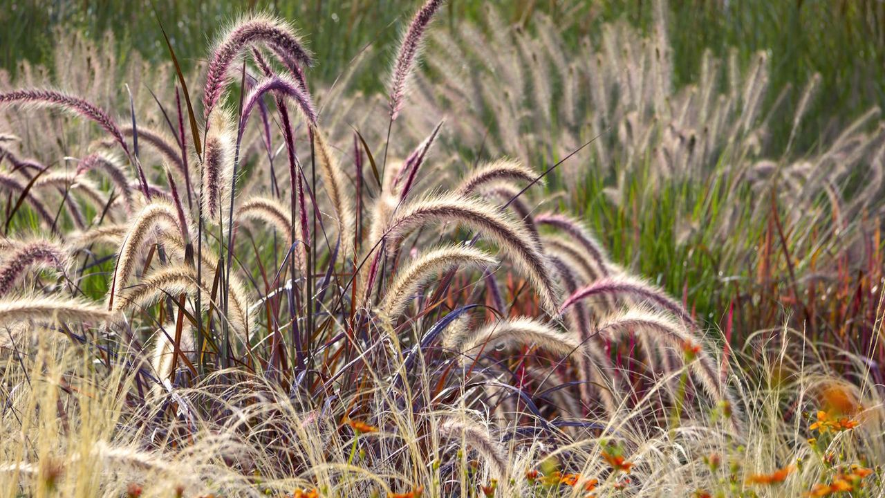 A garden featuring different ornamental grasses