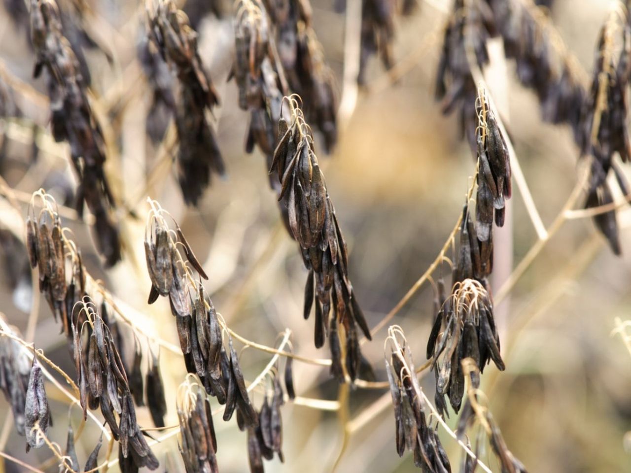 Woad Seeds In The Garden