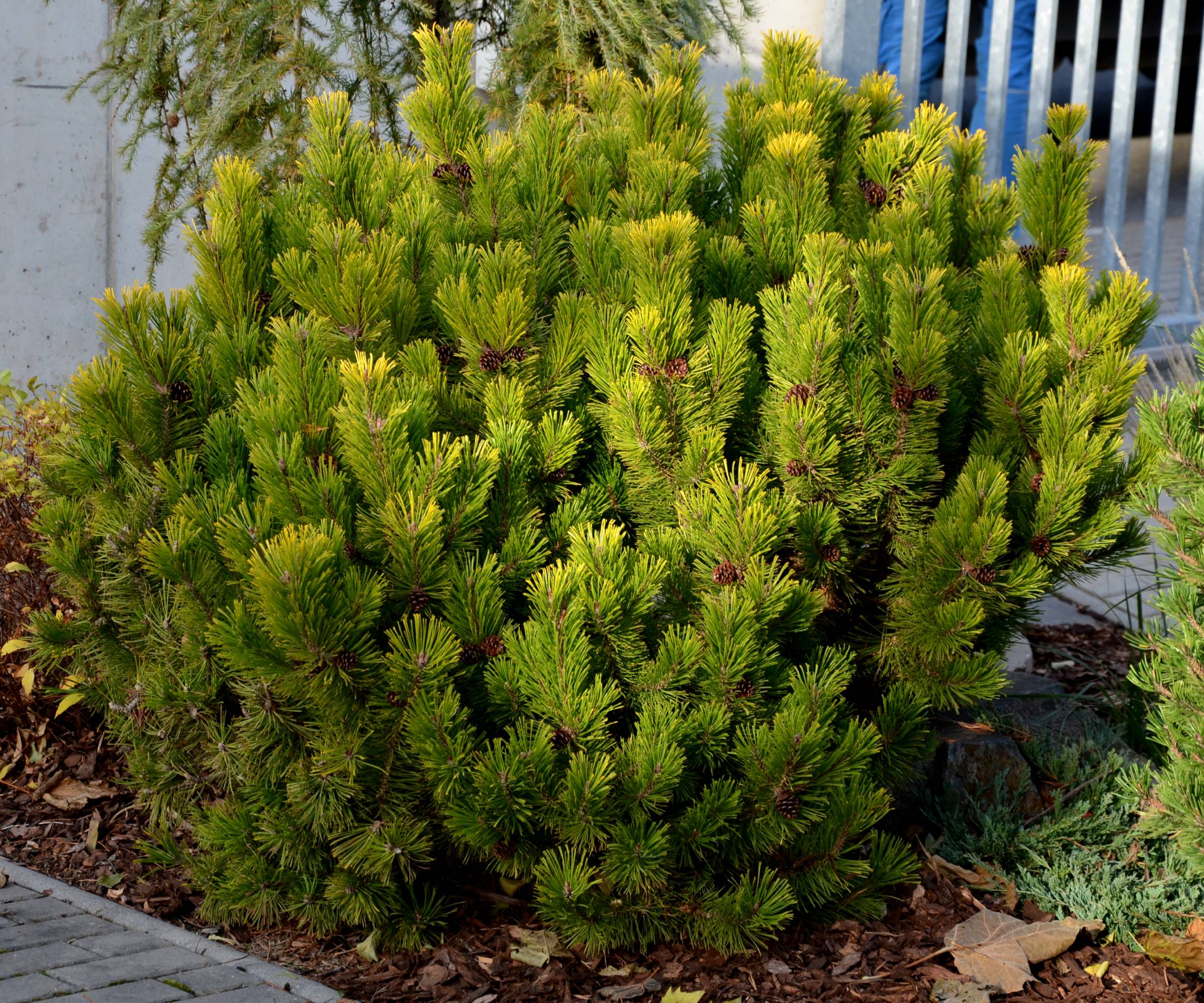 Small scotch pine growing as a shrub