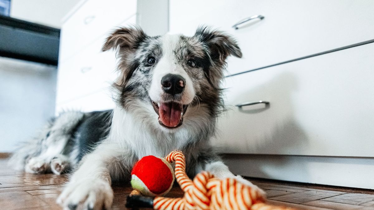 Dog playing with toys